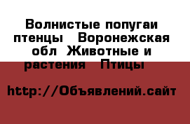 Волнистые попугаи птенцы - Воронежская обл. Животные и растения » Птицы   